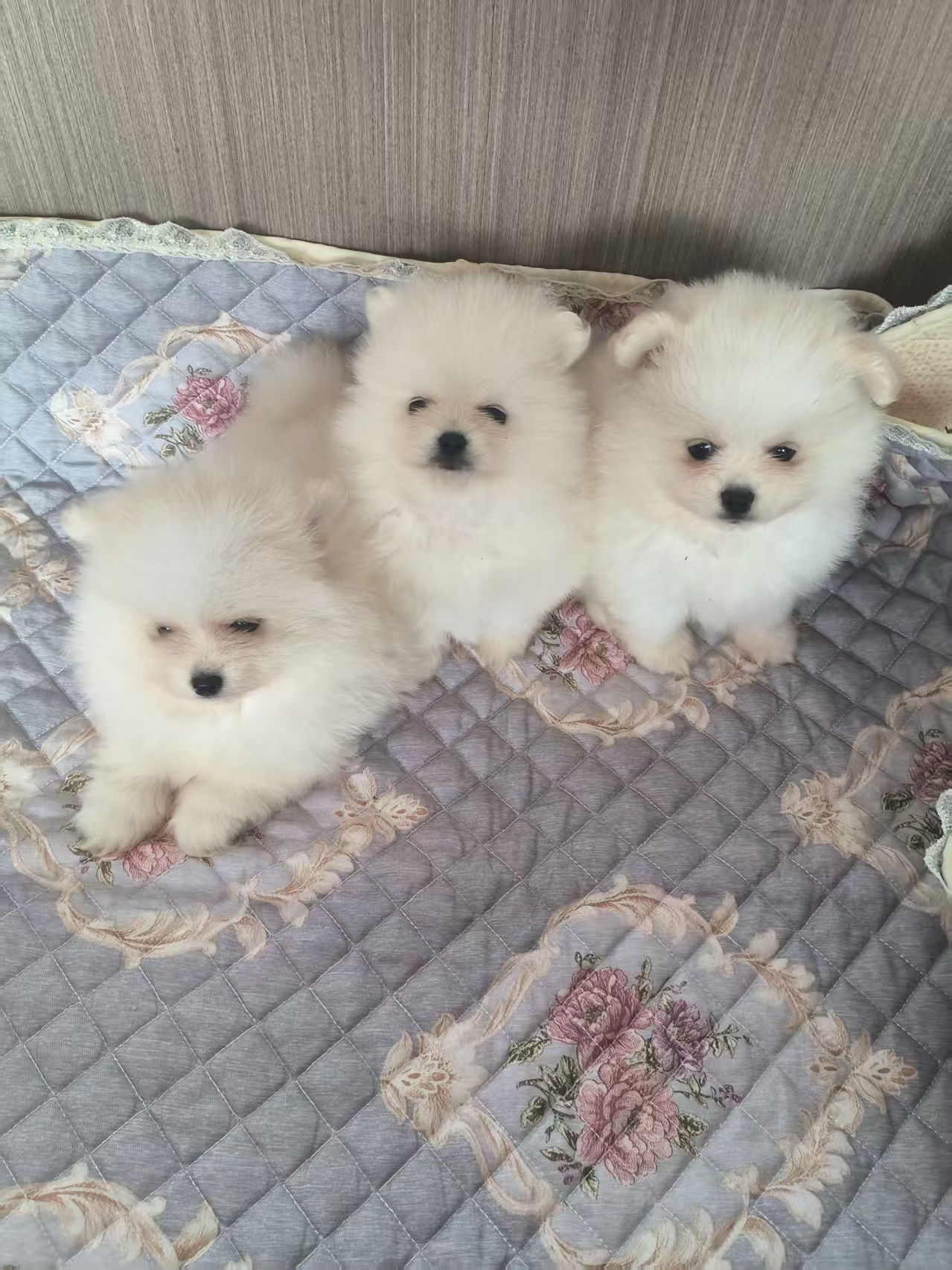 美系浅圆脸短版 白博美